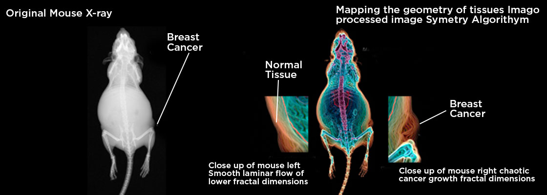 Fractal geometry being used to improve Imago’s visual intelligence platform to help fight cancer and improve lives.