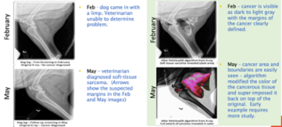 PetView Reveal™ images vs. traditional images showing undiscovered cancer in a dog evolving from February to May.