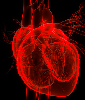 Human imaging of a heart in red enhanced by Imago Systems' Visual Intelligence® cloud-based platform.